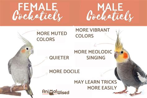 difference between male and female cockatiel